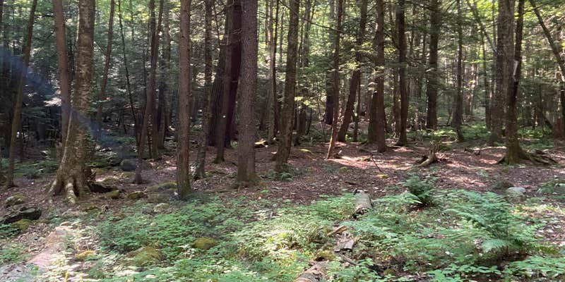 Camper submitted image from White Pines Campsites