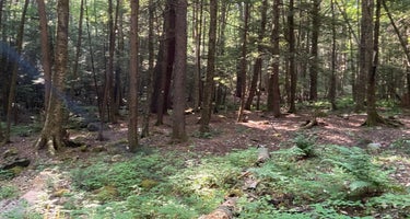 White Pines Campsites