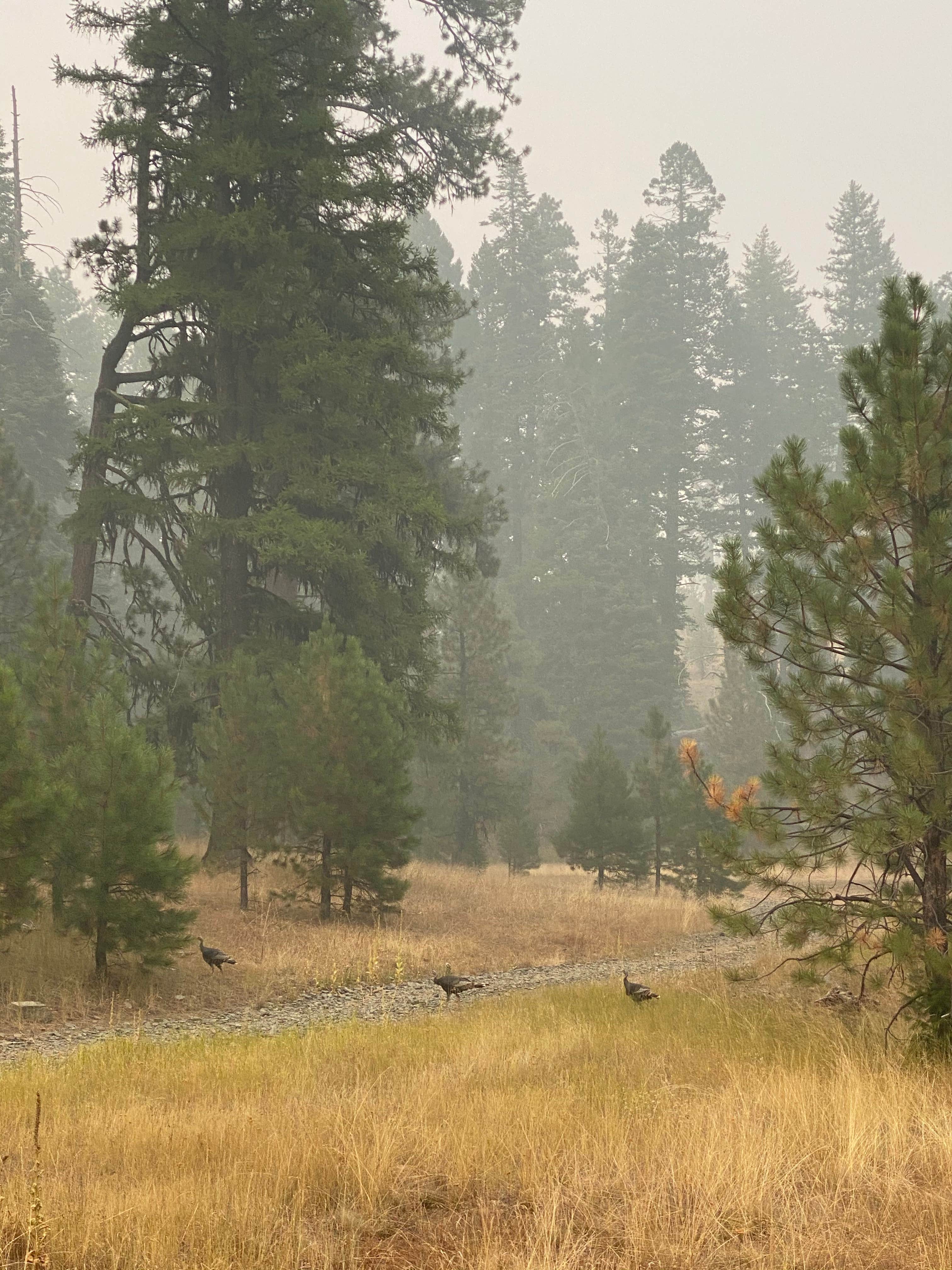 Camper-submitted photo at Walton Sno-Park near Mitchell, OR