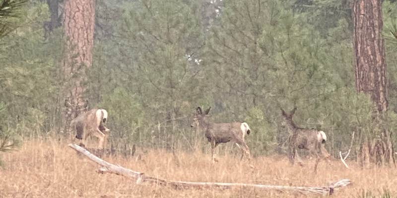 Camper submitted image from Walton Sno-Park