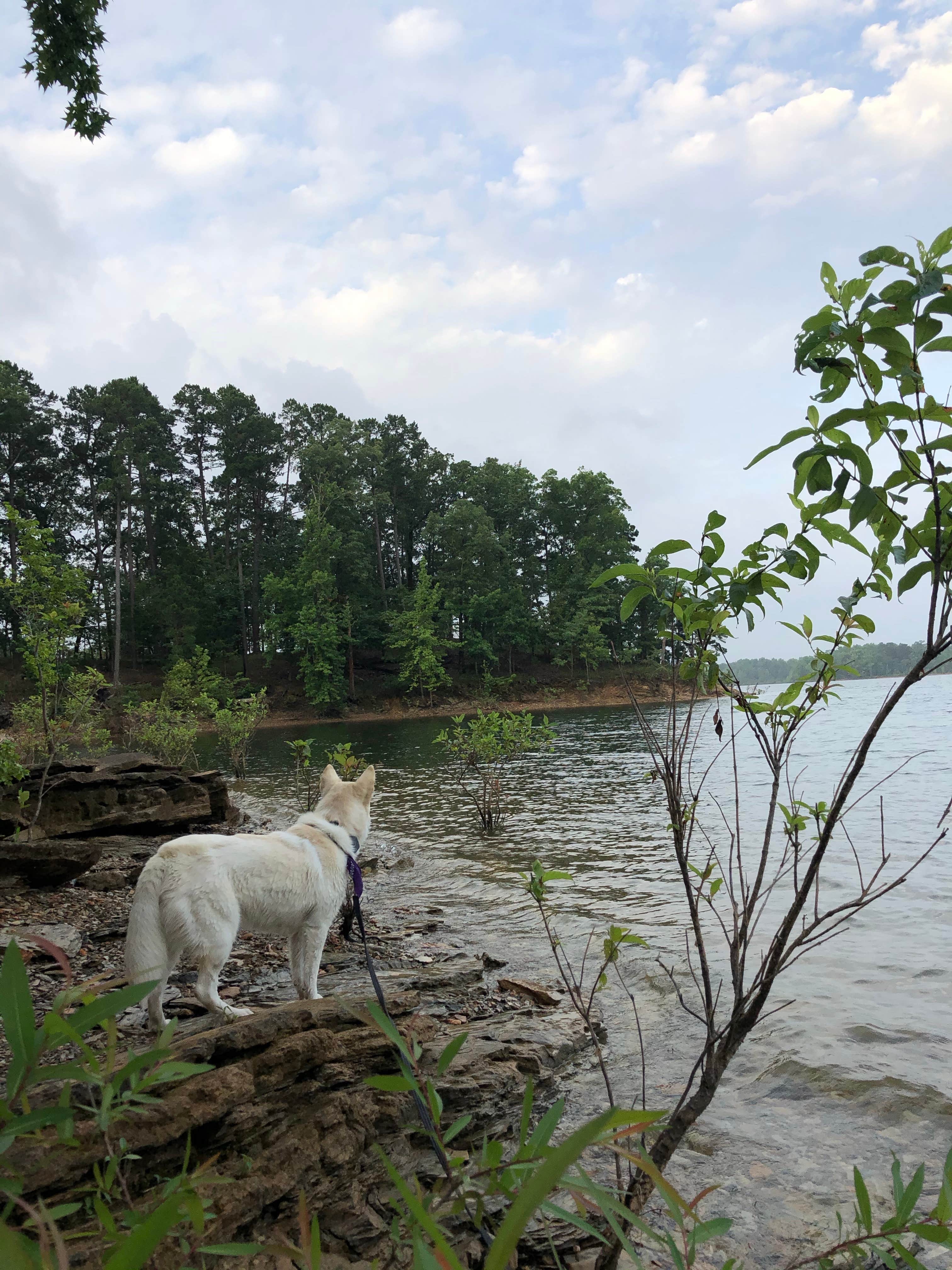 Camper-submitted photo at COE Lake Ouachita Joplin Campground near Mount Ida, AR