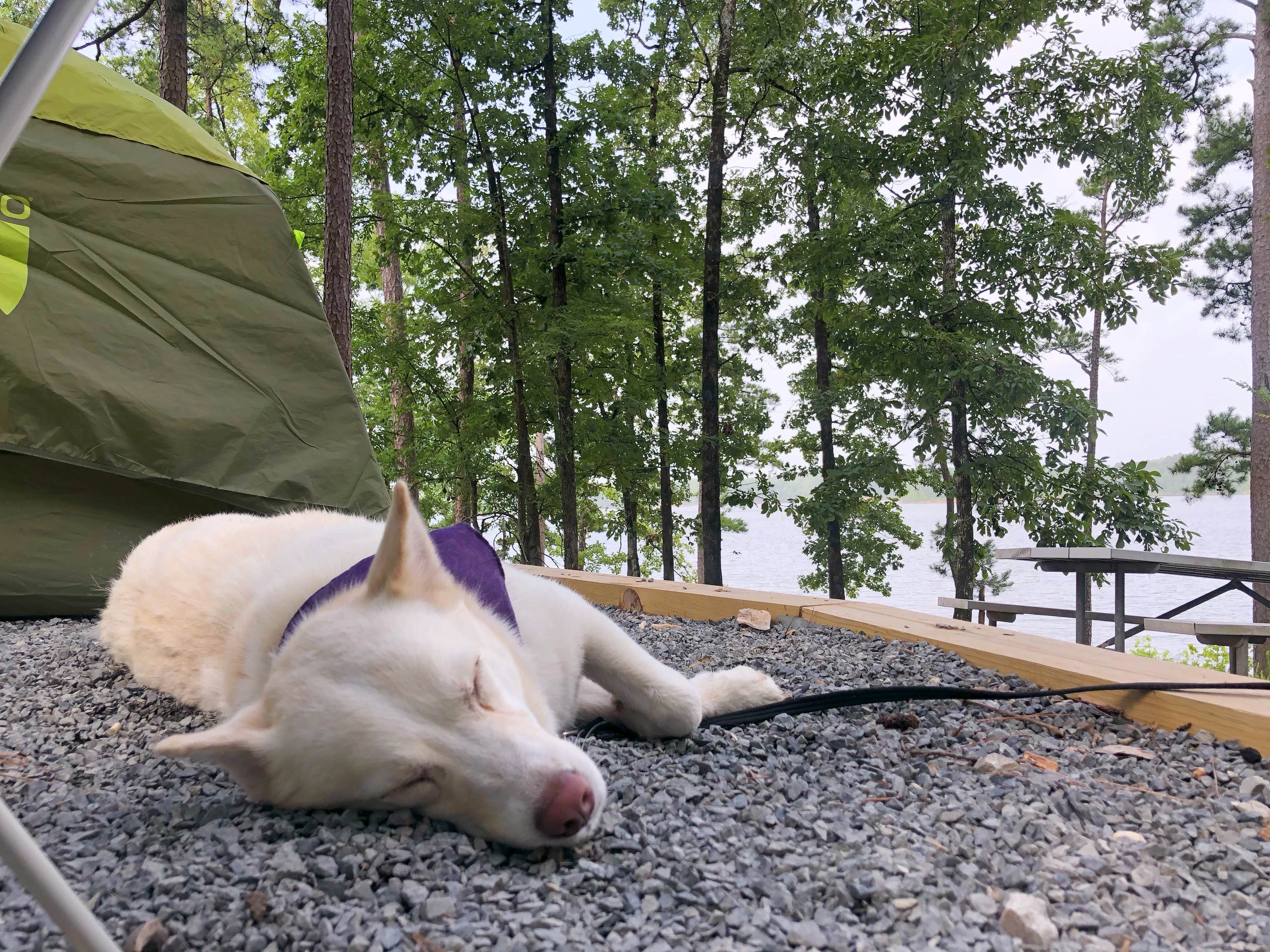 Cara T.'s photo at COE Lake Ouachita Joplin Campground near Pencil Bluff, AR