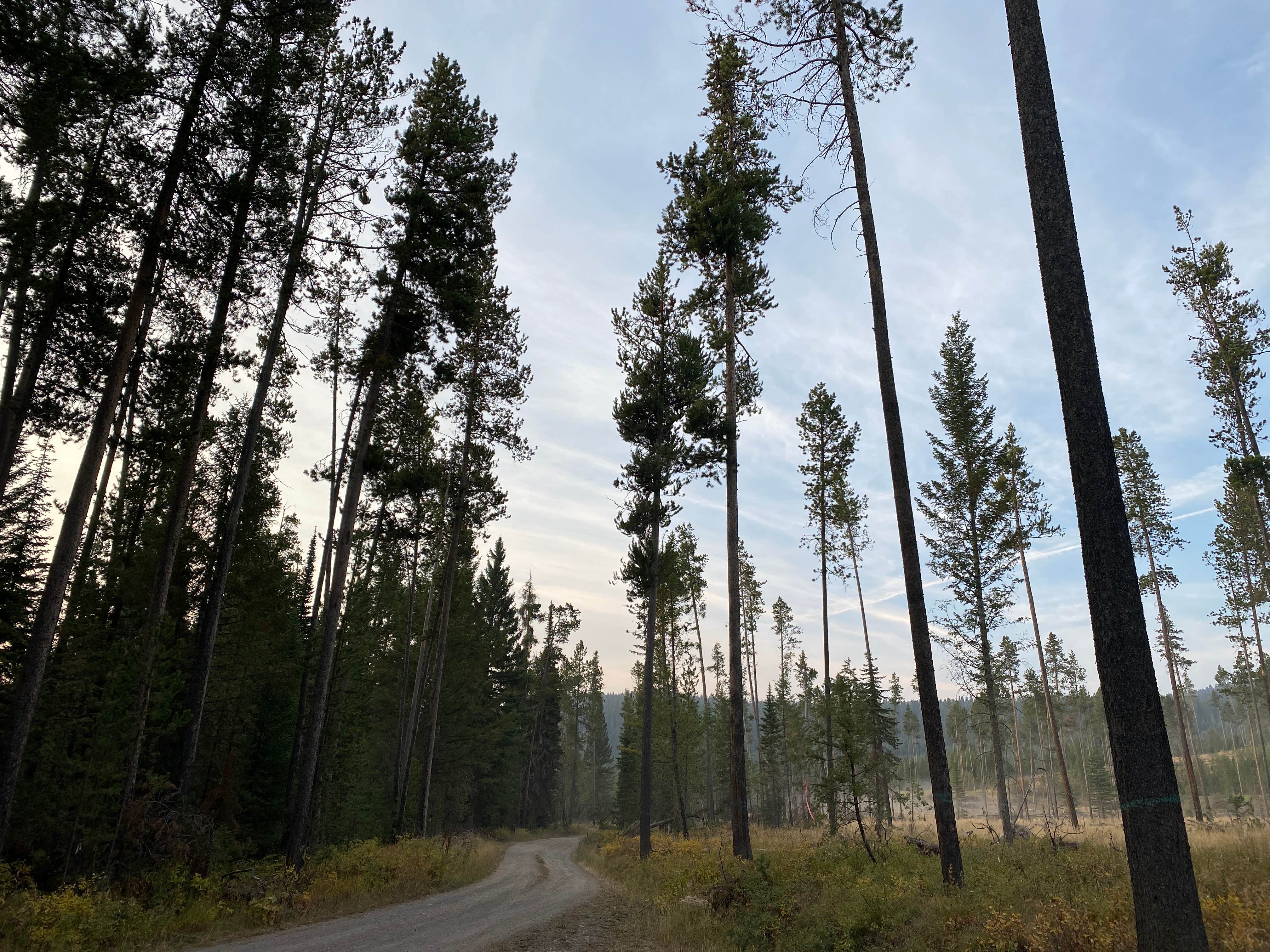 Escape to Montana's Wilderness: Cherry Creek Campground, Your Gateway to Adventure