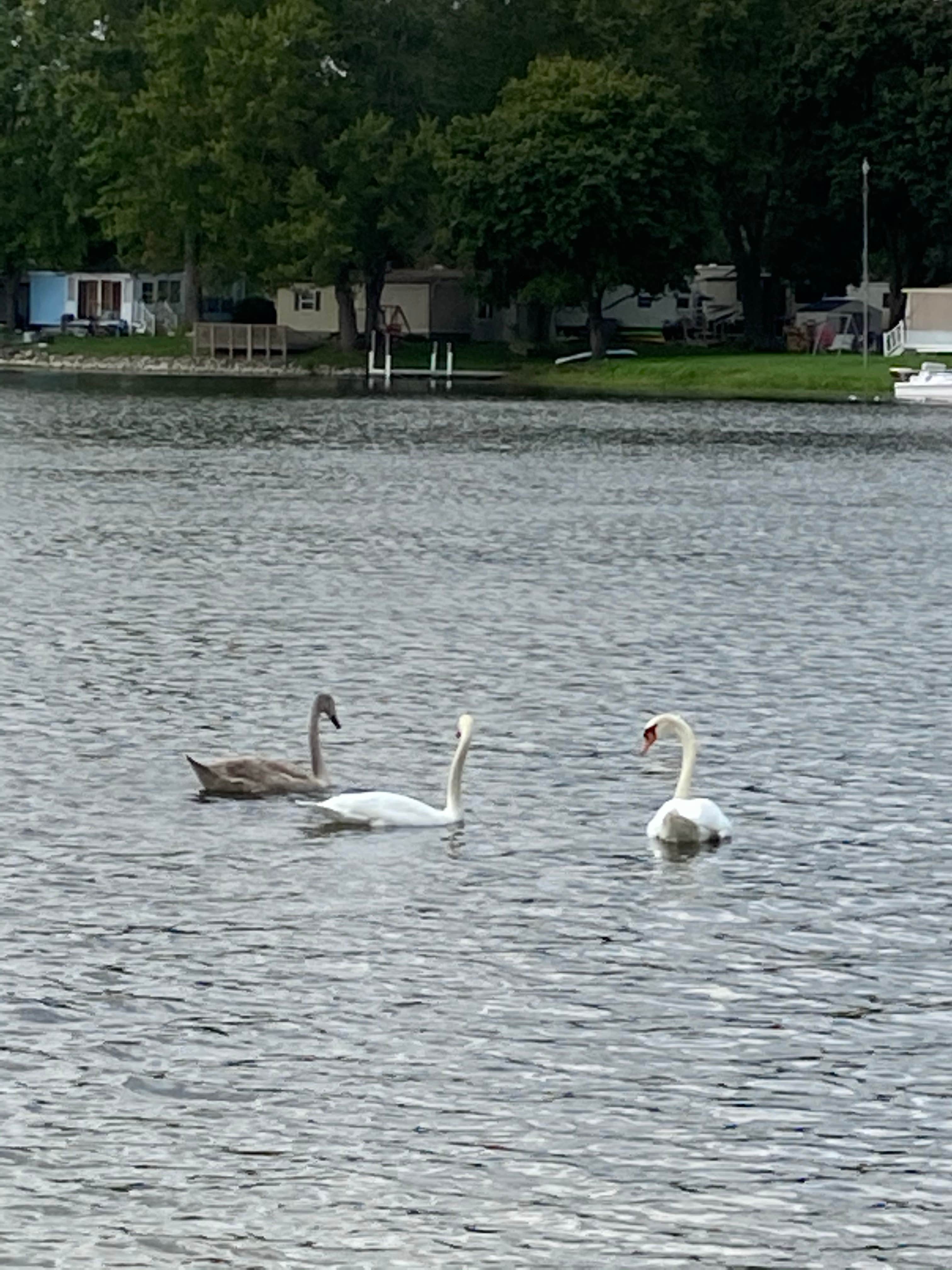 Camper-submitted photo at Haas Lake Park RV Campground near Dearborn Heights, MI