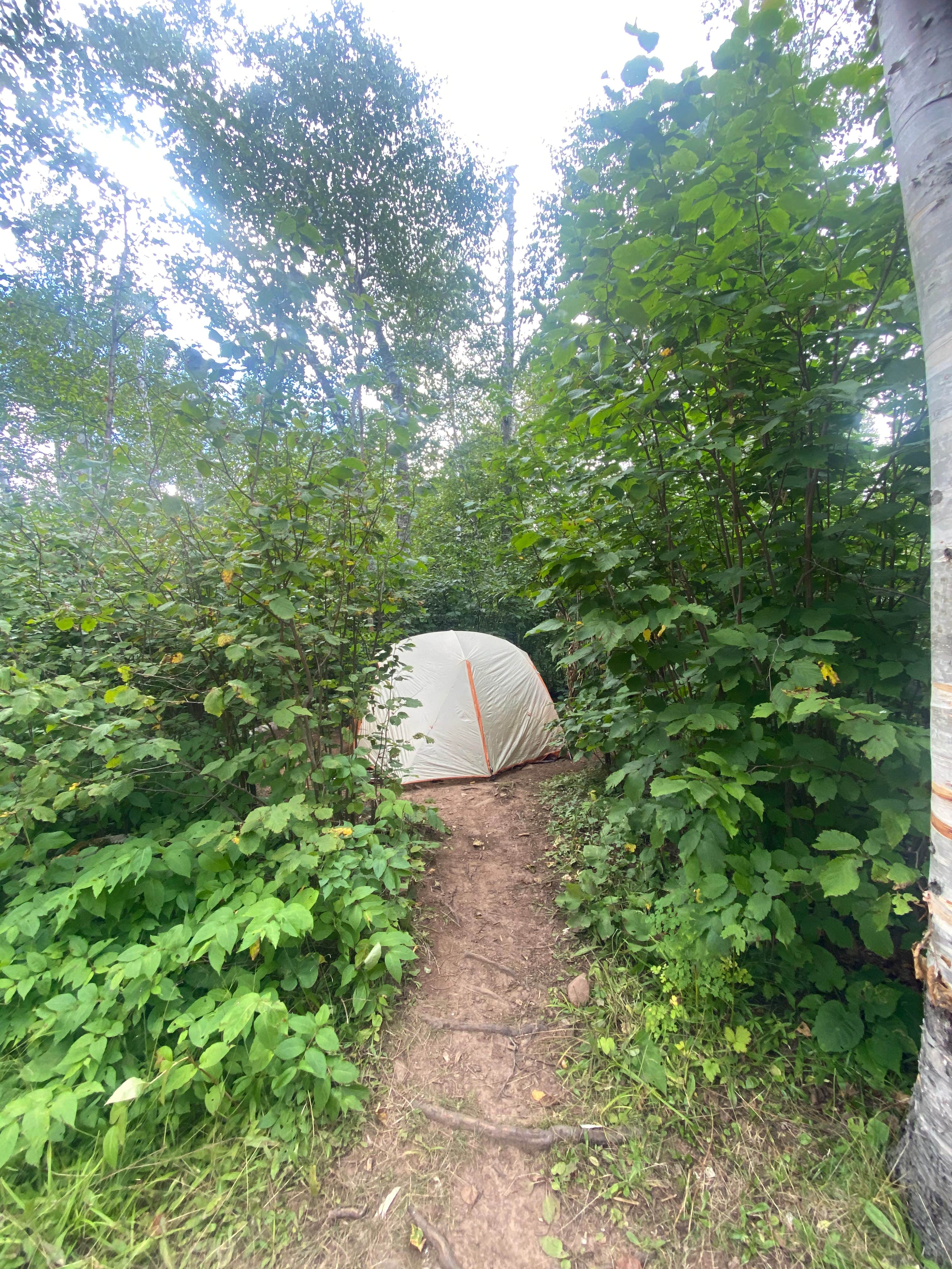 Steph H.'s photo of tent camping at Dyers Creek Campsite, Superior Hiking Trail near Tofte, MN