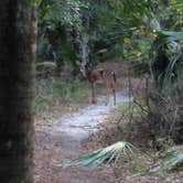 Review photo of Wekiwa Springs State Park Campground by Connie B., May 17, 2018