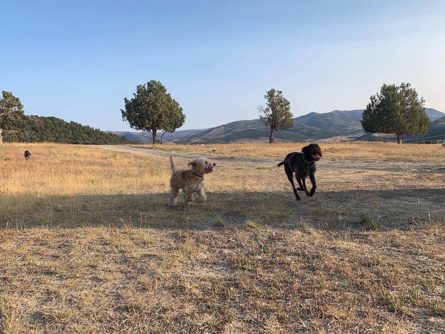 Jennifer R.'s photo of camping with pets at Sheep Creek near Santaquin, UT