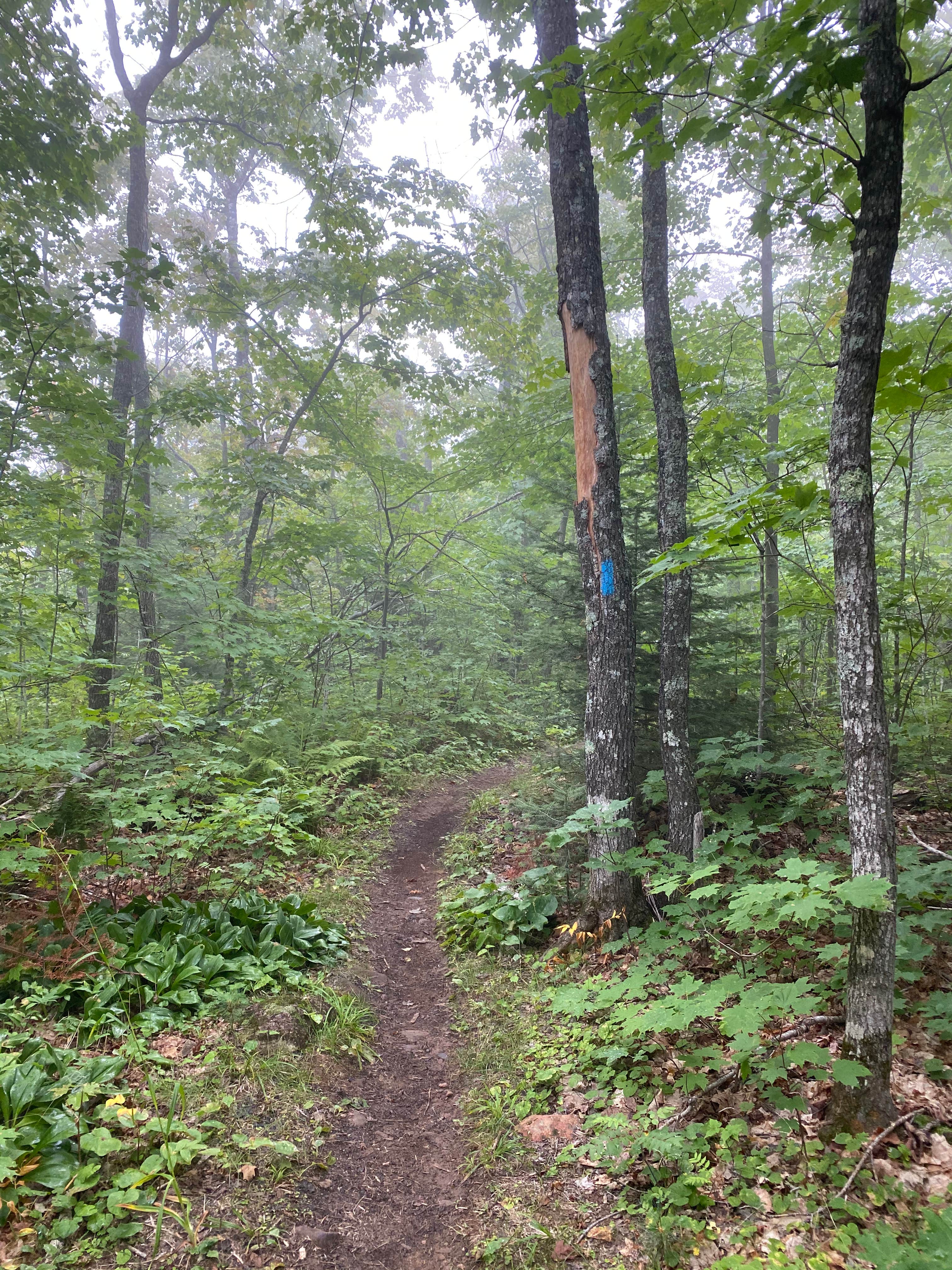 Camper submitted image from East Rollins Creek, Superior Hiking Trail - 3