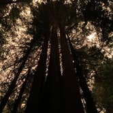 Review photo of Burlington Campground — Humboldt Redwoods State Park by Nicholas F., September 15, 2020