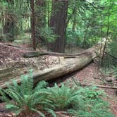 Review photo of Burlington Campground — Humboldt Redwoods State Park by Nicholas F., September 15, 2020