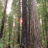 Review photo of Burlington Campground — Humboldt Redwoods State Park by Nicholas F., September 15, 2020