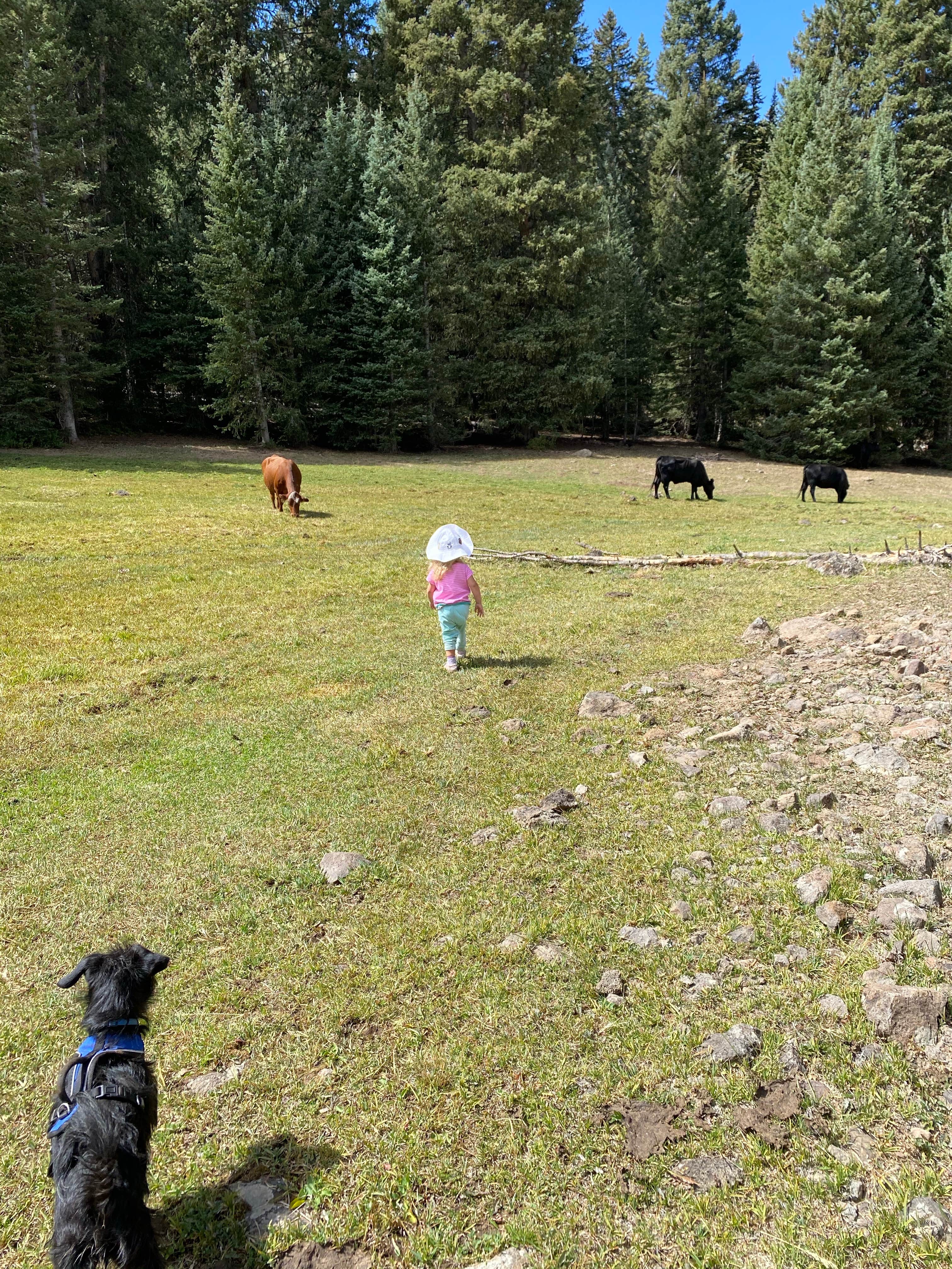 Brittney  C.'s photo of camping with pets at LeBaron Reservoir Campground near Beaver, UT