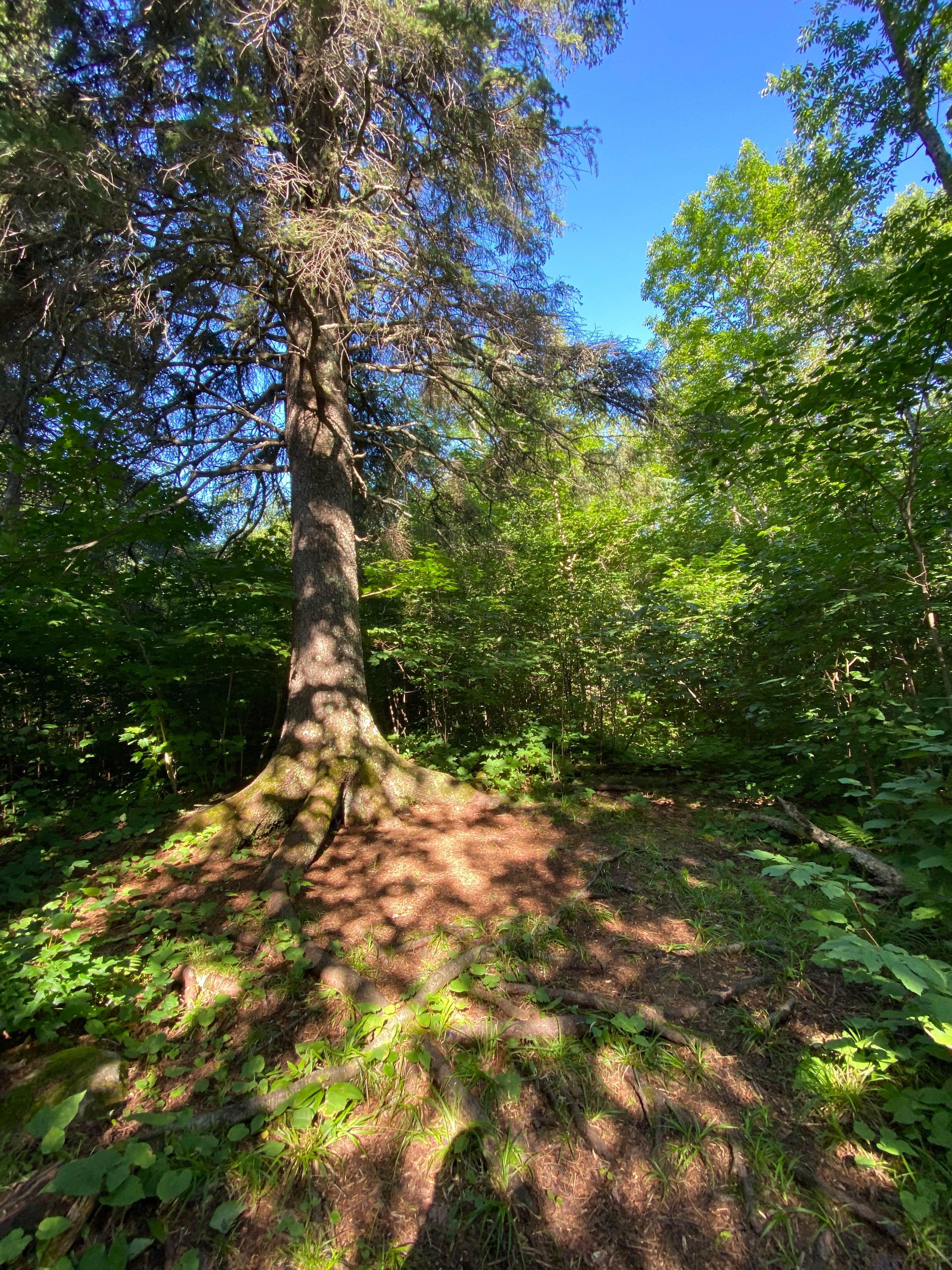 Camper-submitted photo at Jonvick Creek Campsite near Tofte, MN