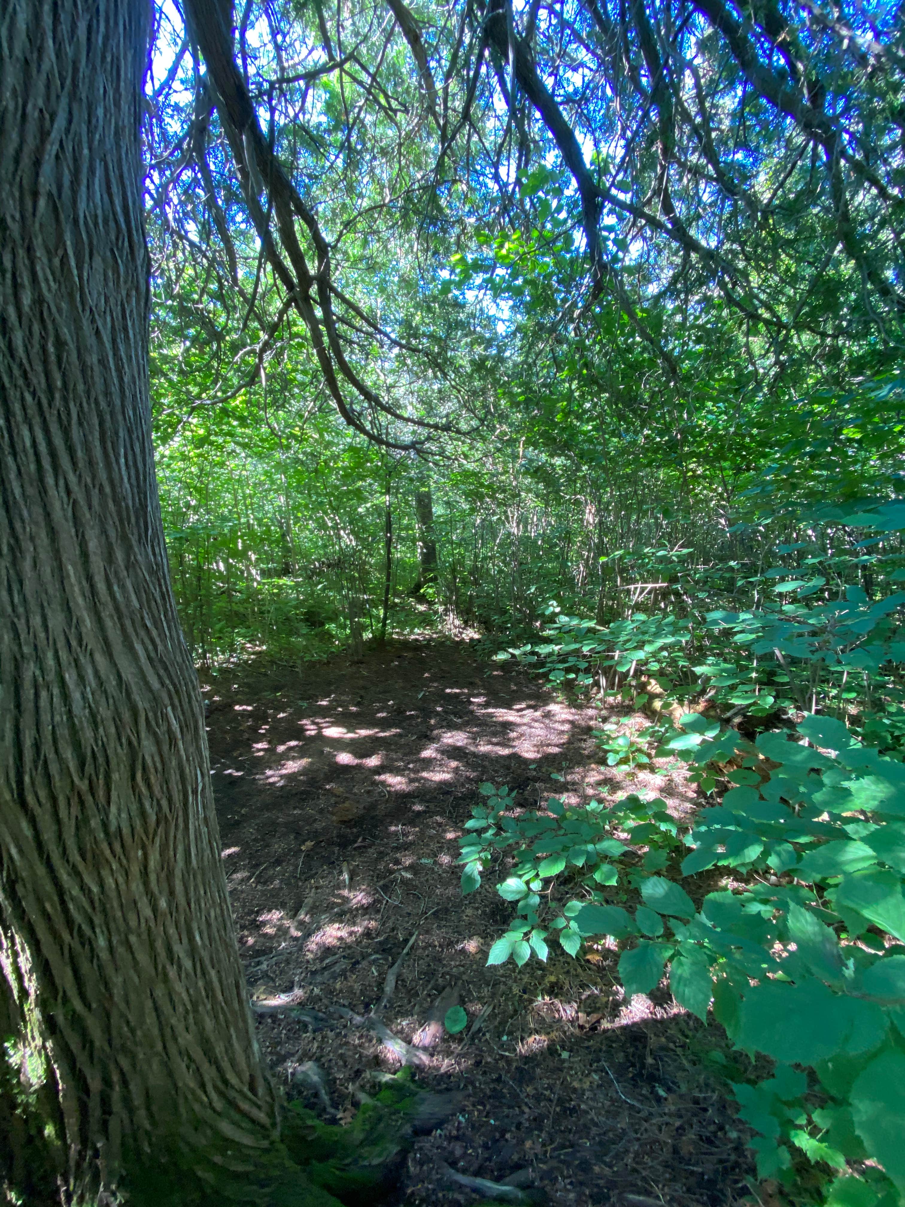 Camper-submitted photo at Jonvick Creek Campsite near Tofte, MN
