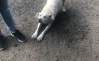 Jason G.'s photo of camping with pets at Yogi Bear's Jellystone Park at Estes Park in Colorado