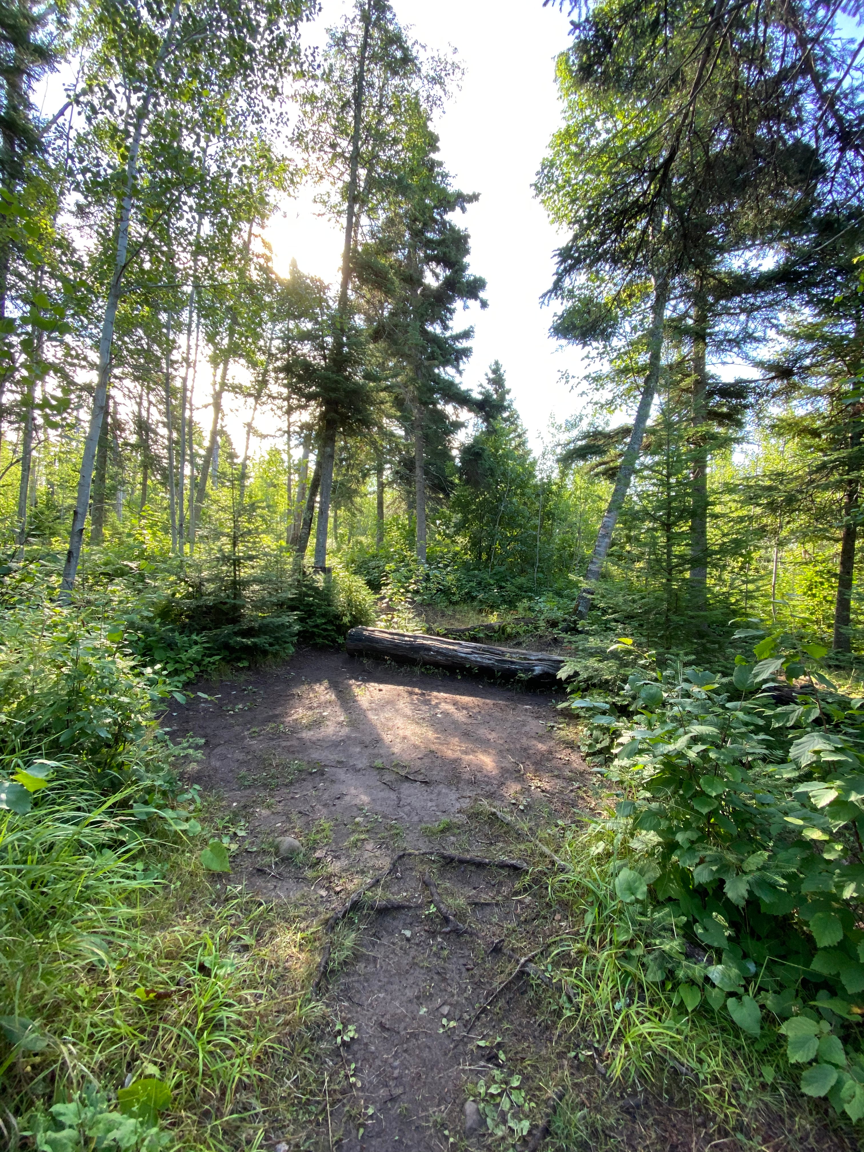 Camper submitted image from Camp Creek (formerly Indian Camp Creek), Superior Hiking Trail - 4