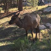 Review photo of Mather Campground — Grand Canyon National Park by Kathy R., May 17, 2018