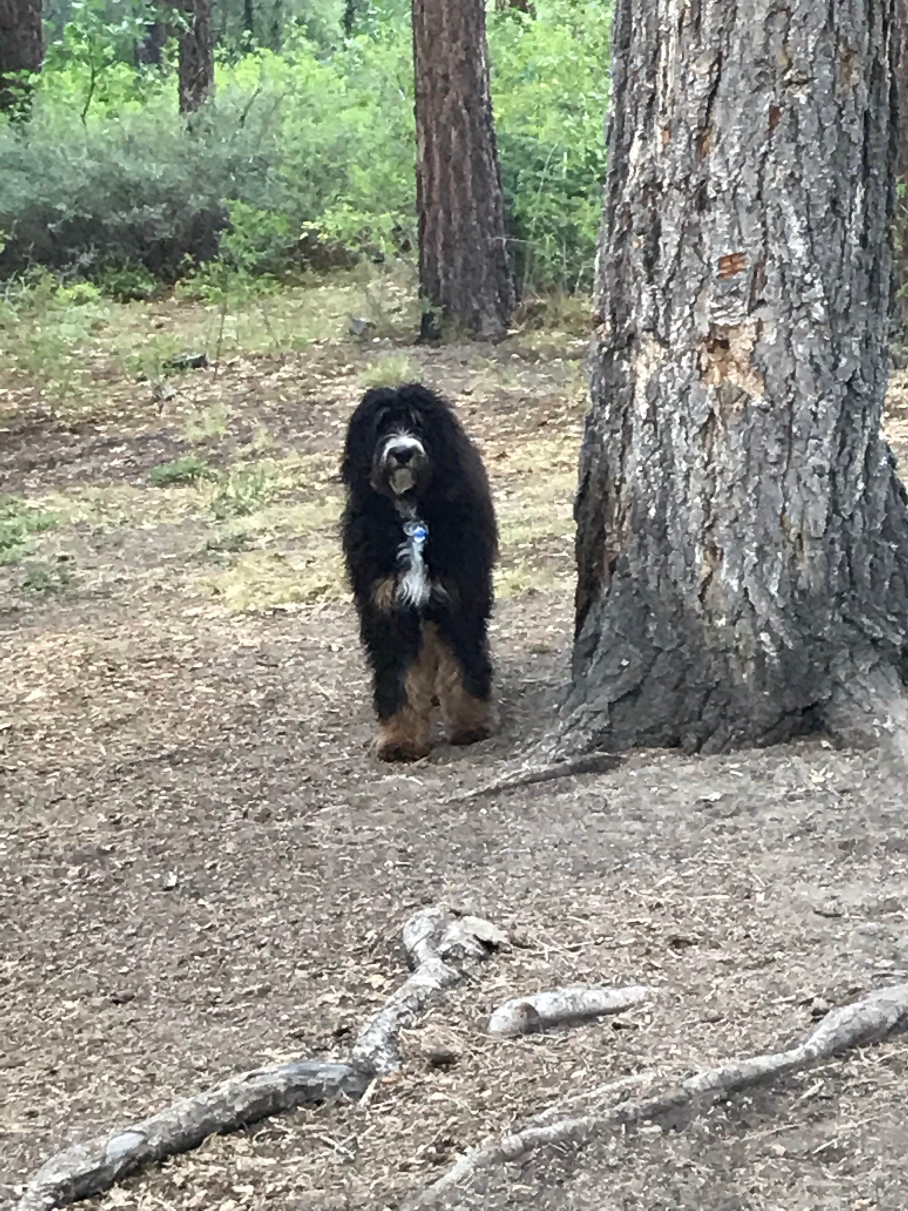 Manny D.'s photo of camping with pets at Hanna Flat Campground near Lake Arrowhead, CA
