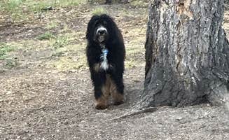Manny D.'s photo of camping with pets at Hanna Flat Campground near Lake Arrowhead, CA