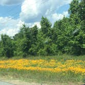 Review photo of Manatee Springs State Park Campground by Theresa K., May 17, 2018