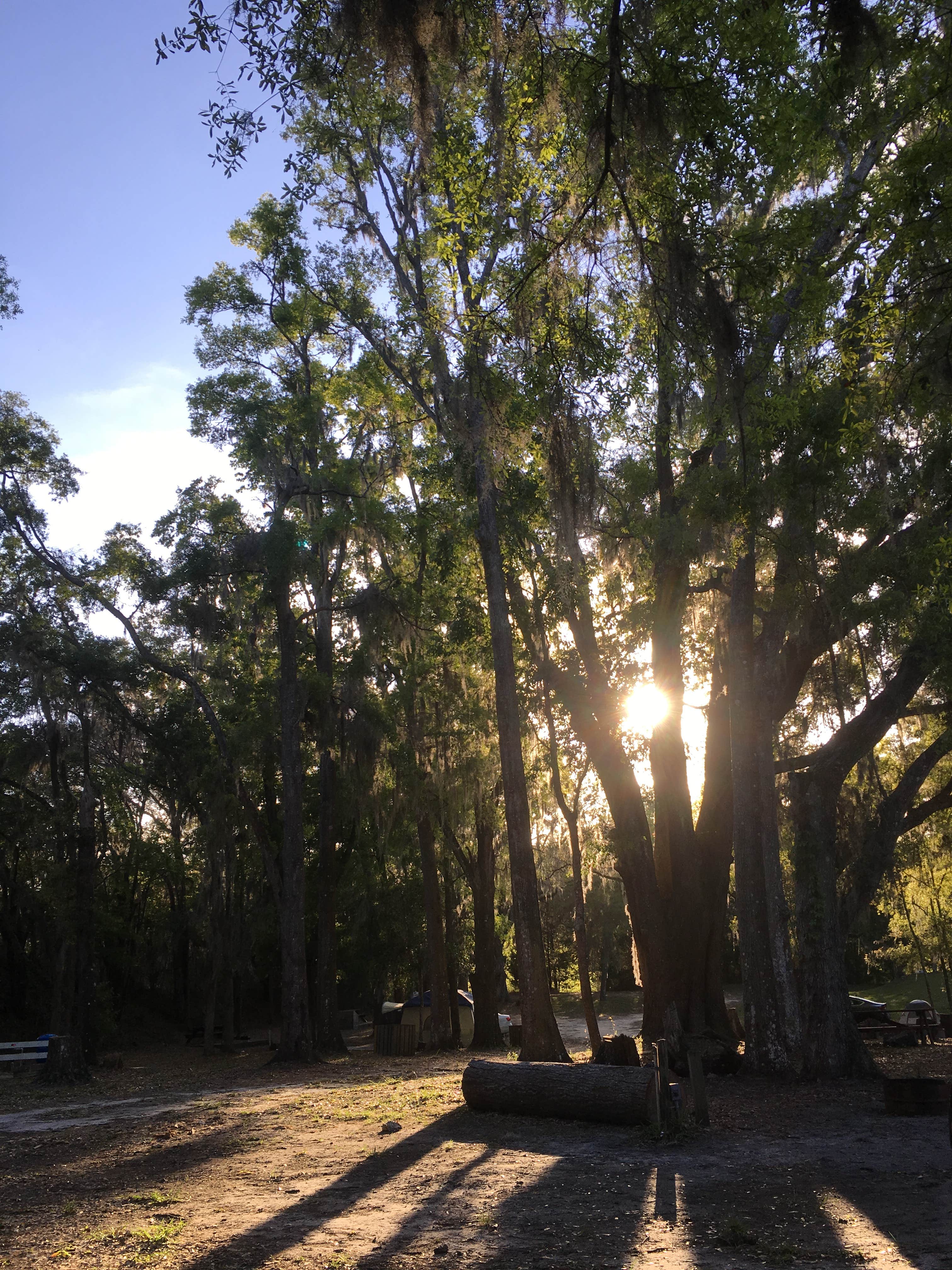 Camper-submitted photo at Devil's Den Spring near Bronson, FL