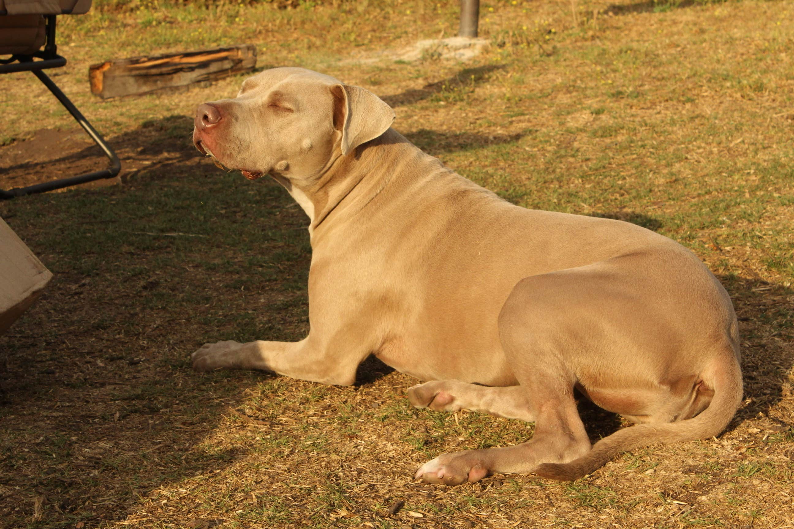 Jessica's photo of camping with pets at Kirk Creek Campground near Big Sur, CA