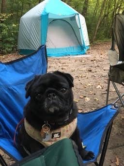 Janet R.'s photo of camping with pets at Charles A. Lindbergh State Park Campground near Alexandria, MN