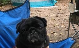 Janet R.'s photo of camping with pets at Charles A. Lindbergh State Park Campground in Minnesota