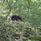 Review photo of Loft Mountain Campground — Shenandoah National Park by Gary G., September 16, 2020