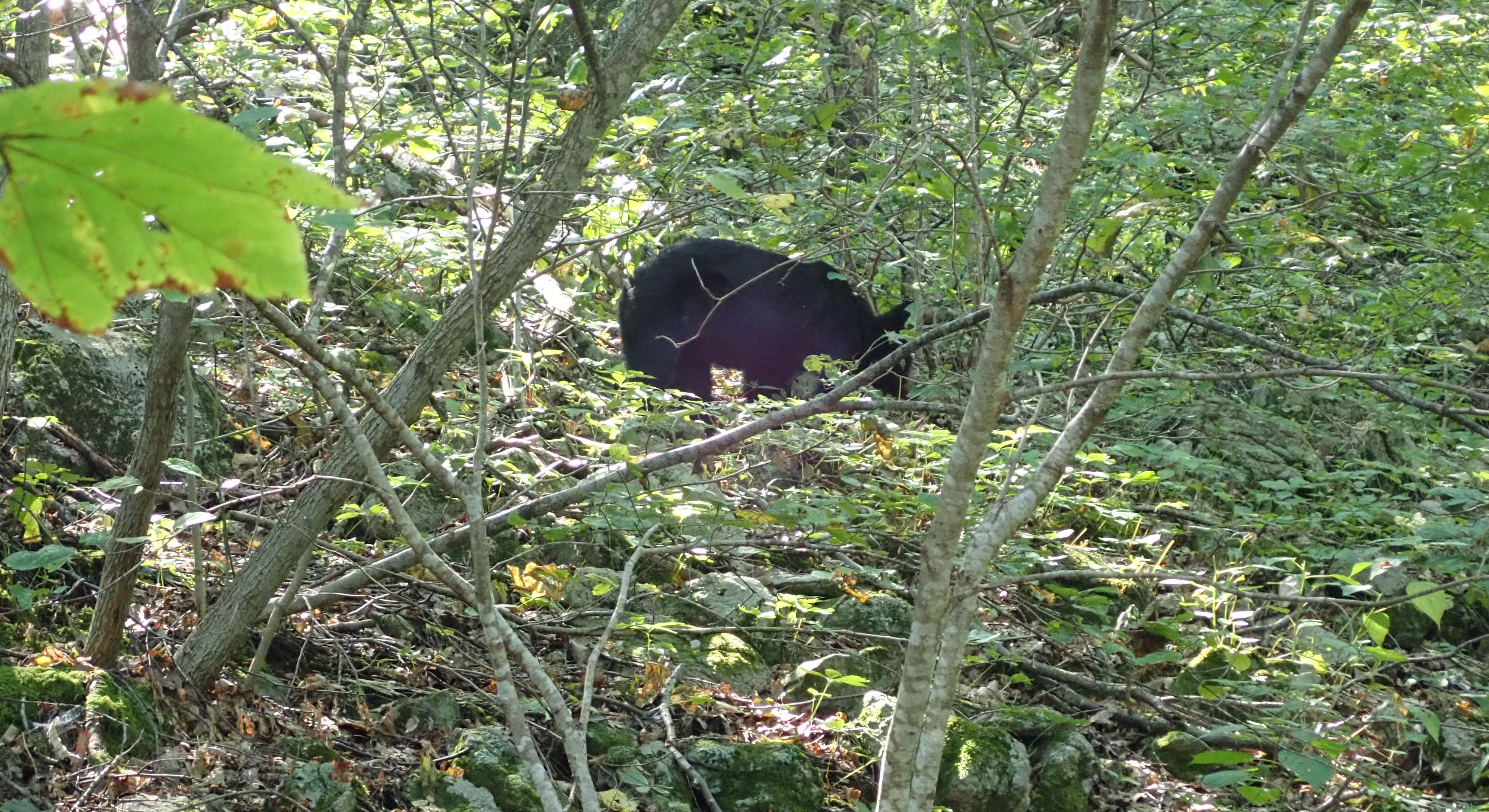 Black Bear Near Loft Mountain Campground in Shenandoah National Park