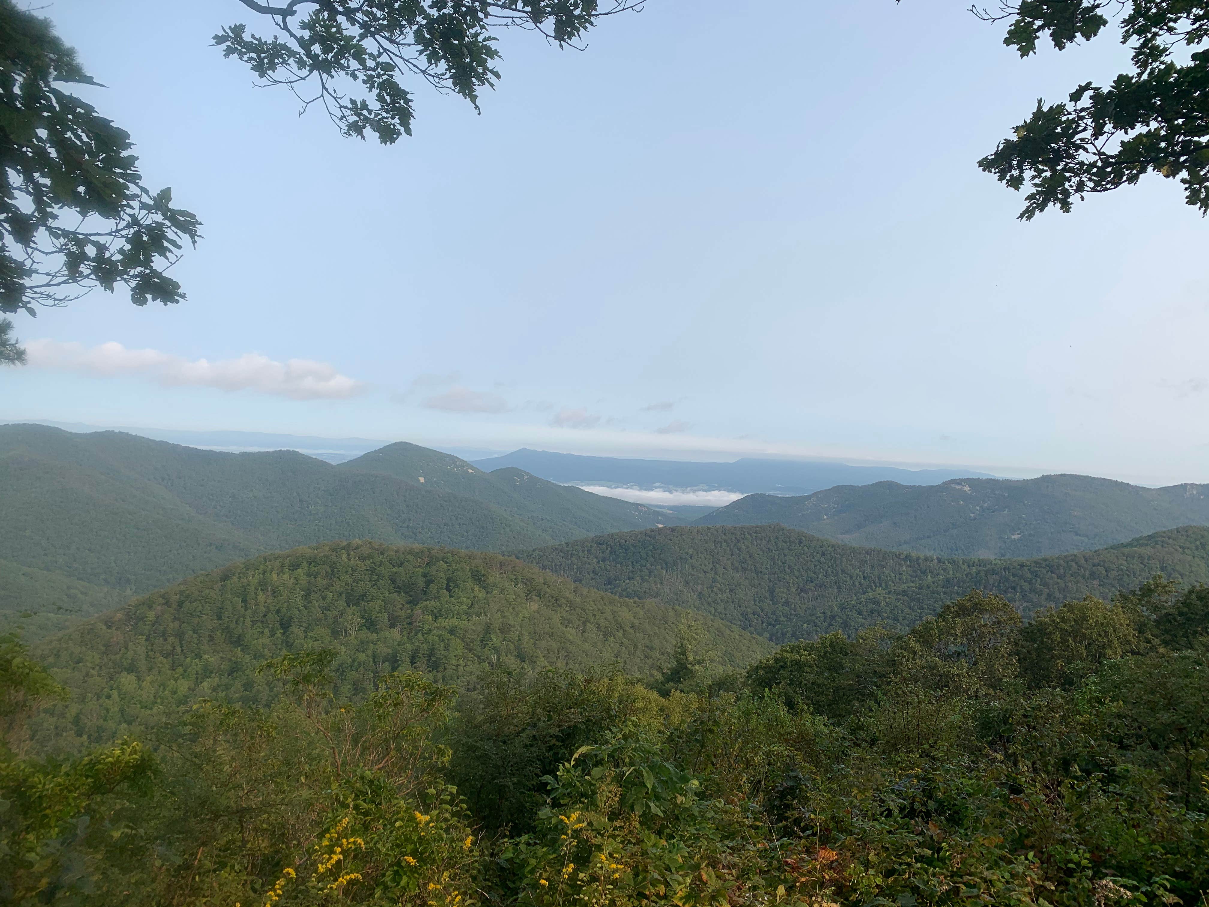View All