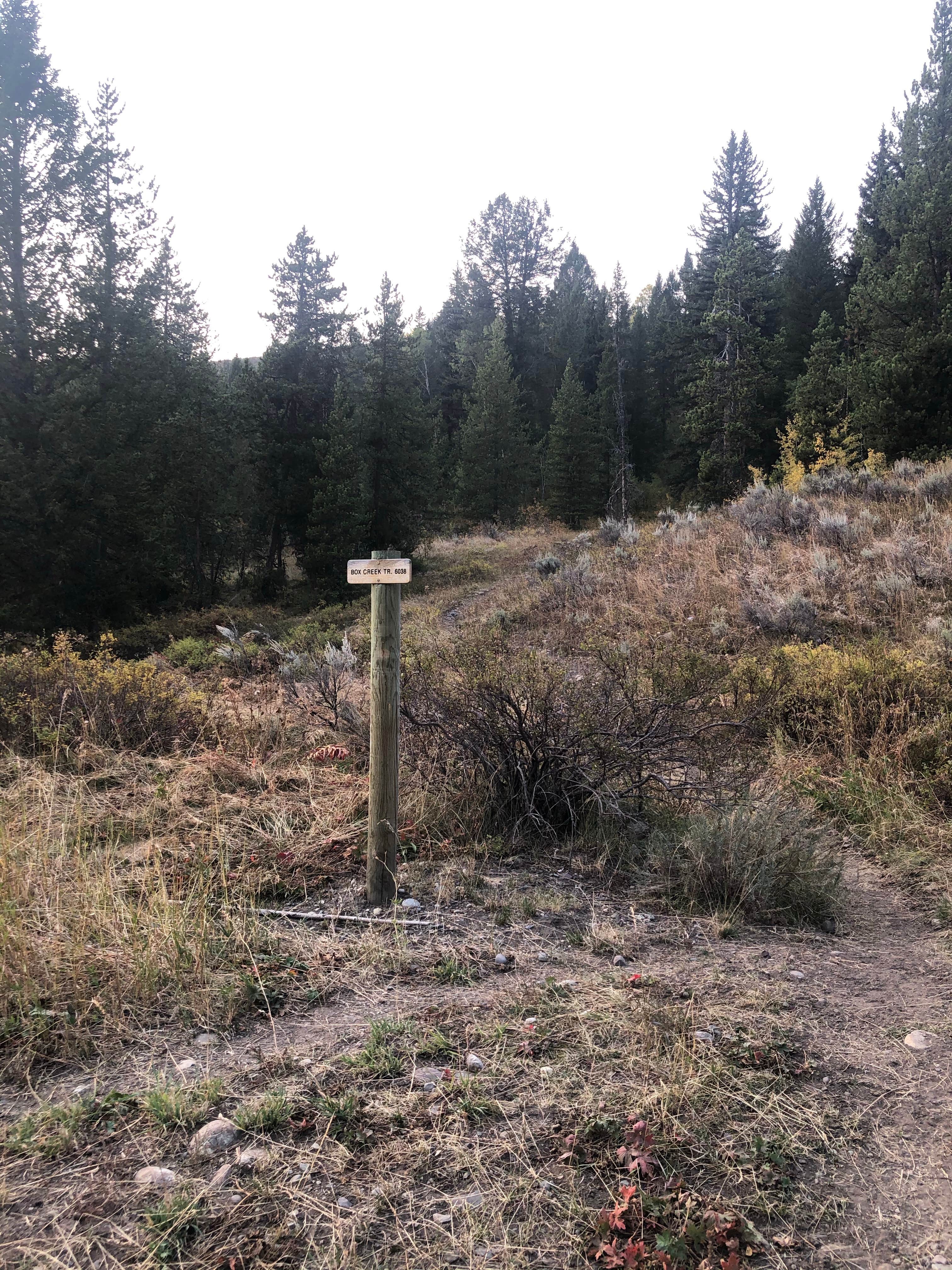 Camper-submitted photo at Box Creek near Shoshone National Forest
