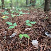 Review photo of Wall Doxey State Park Campground by Tim B., September 17, 2020