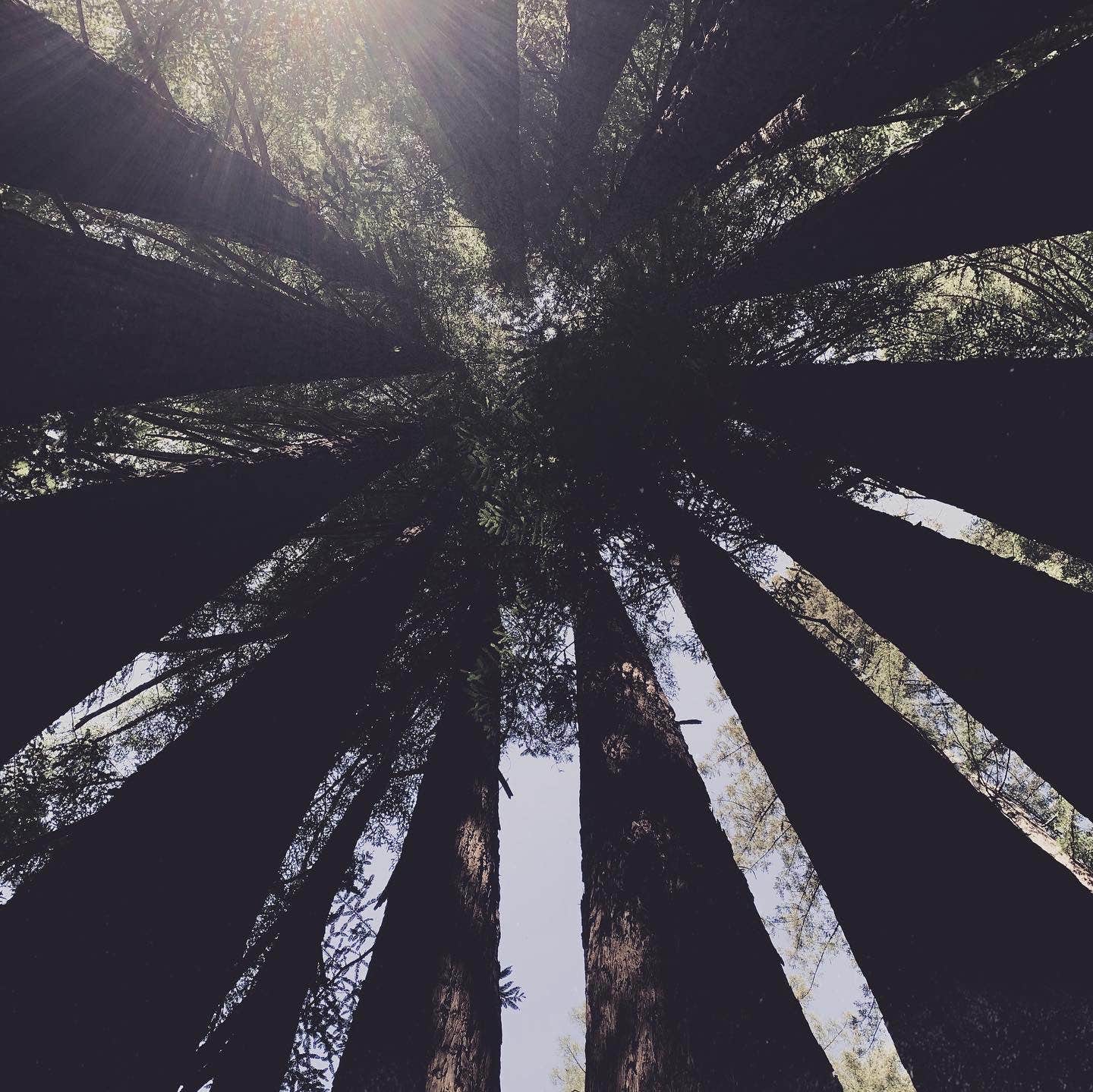 Camper-submitted photo at Gualala River Redwood Park near Gualala, CA