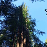 Review photo of Gualala River Redwood Park by Katie B., September 17, 2020
