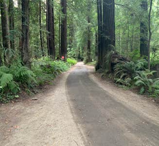 Camper-submitted photo from Gualala River Redwood Park