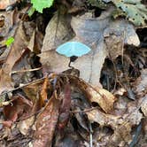 Review photo of Cosby Campground — Great Smoky Mountains National Park by Tim B., September 17, 2020