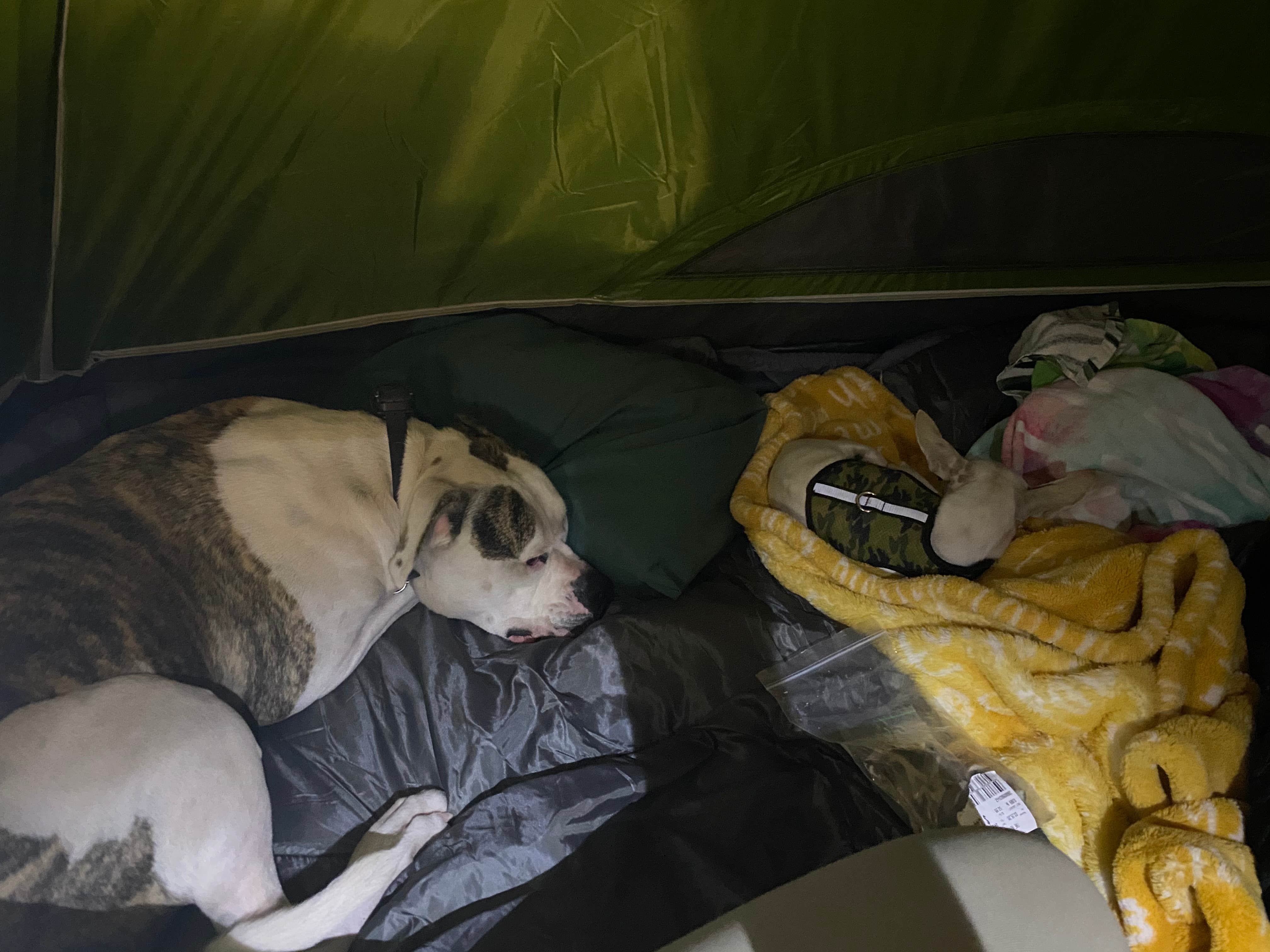 Nicollette's photo of camping with pets at East Fork Campground near Pagosa Springs, CO