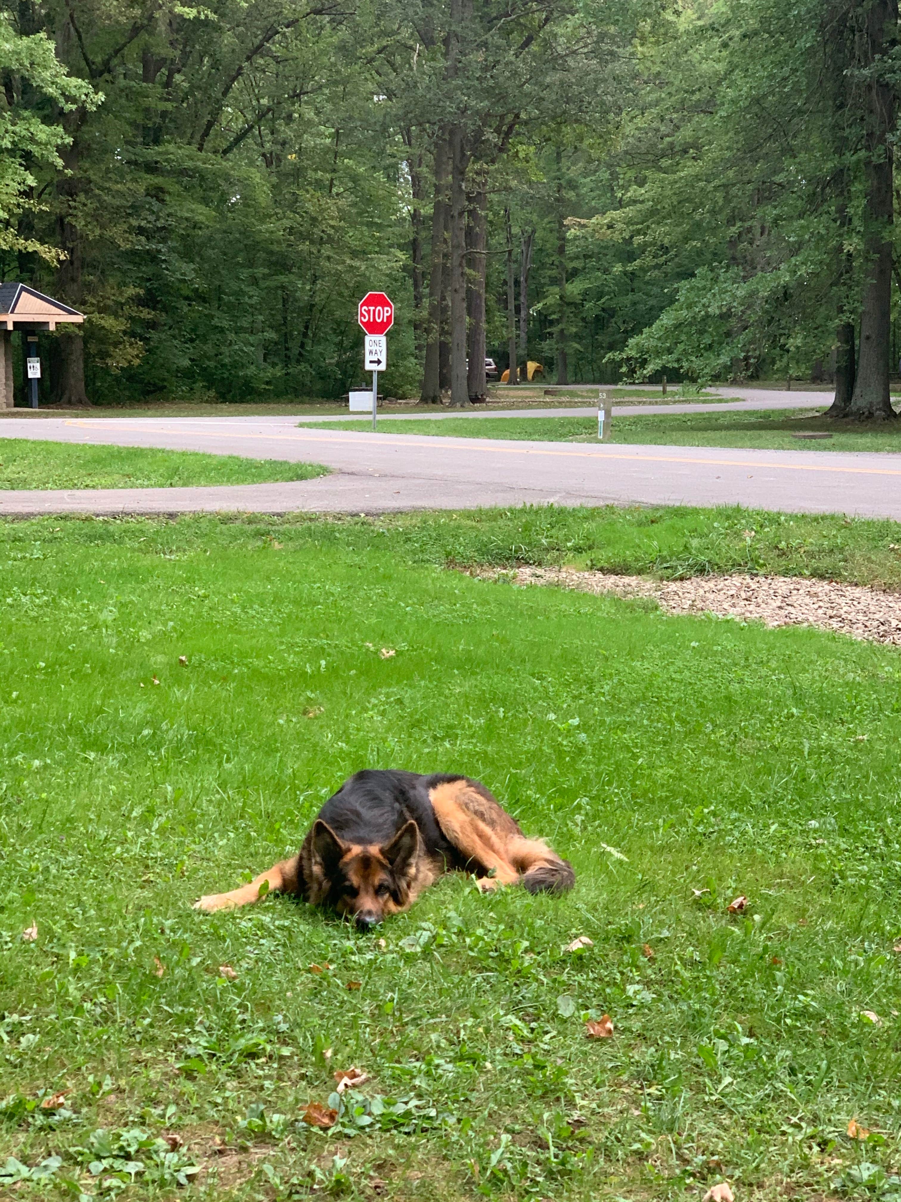 Tessa M.'s photo of camping with pets at Geneva State Park Campground near Geneva-on-the-Lake, OH
