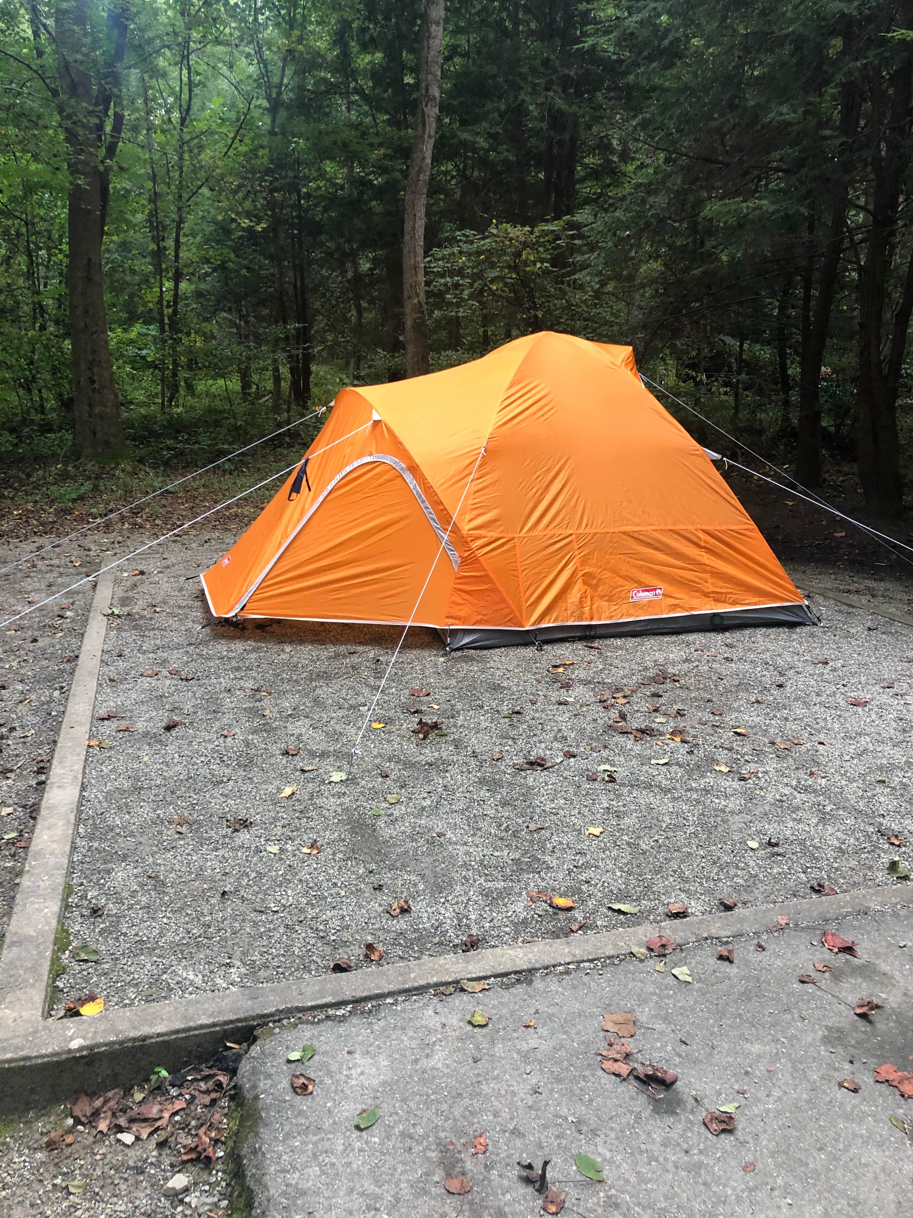 Micah K.'s photo at Davidson River Campground near Horse Shoe, NC