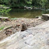 Review photo of Davidson River Campground by Micah K., September 17, 2020