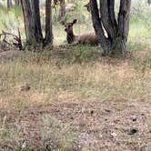 Review photo of Mammoth Campground — Yellowstone National Park by Hannah , September 17, 2020