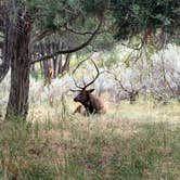 Review photo of Mammoth Campground — Yellowstone National Park by Hannah , September 17, 2020