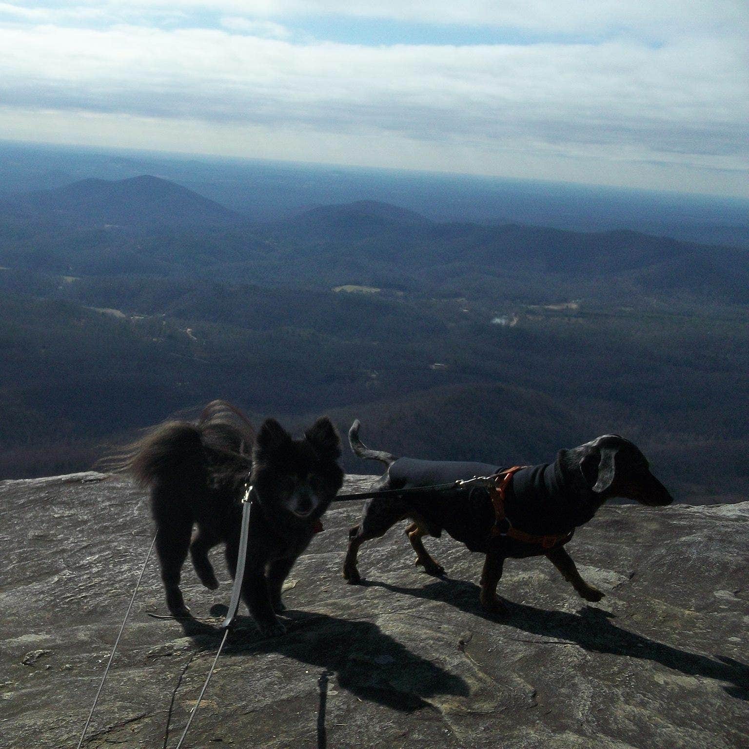Shelly S.'s photo of camping with pets at Table Rock State Park Campground near Brevard, NC