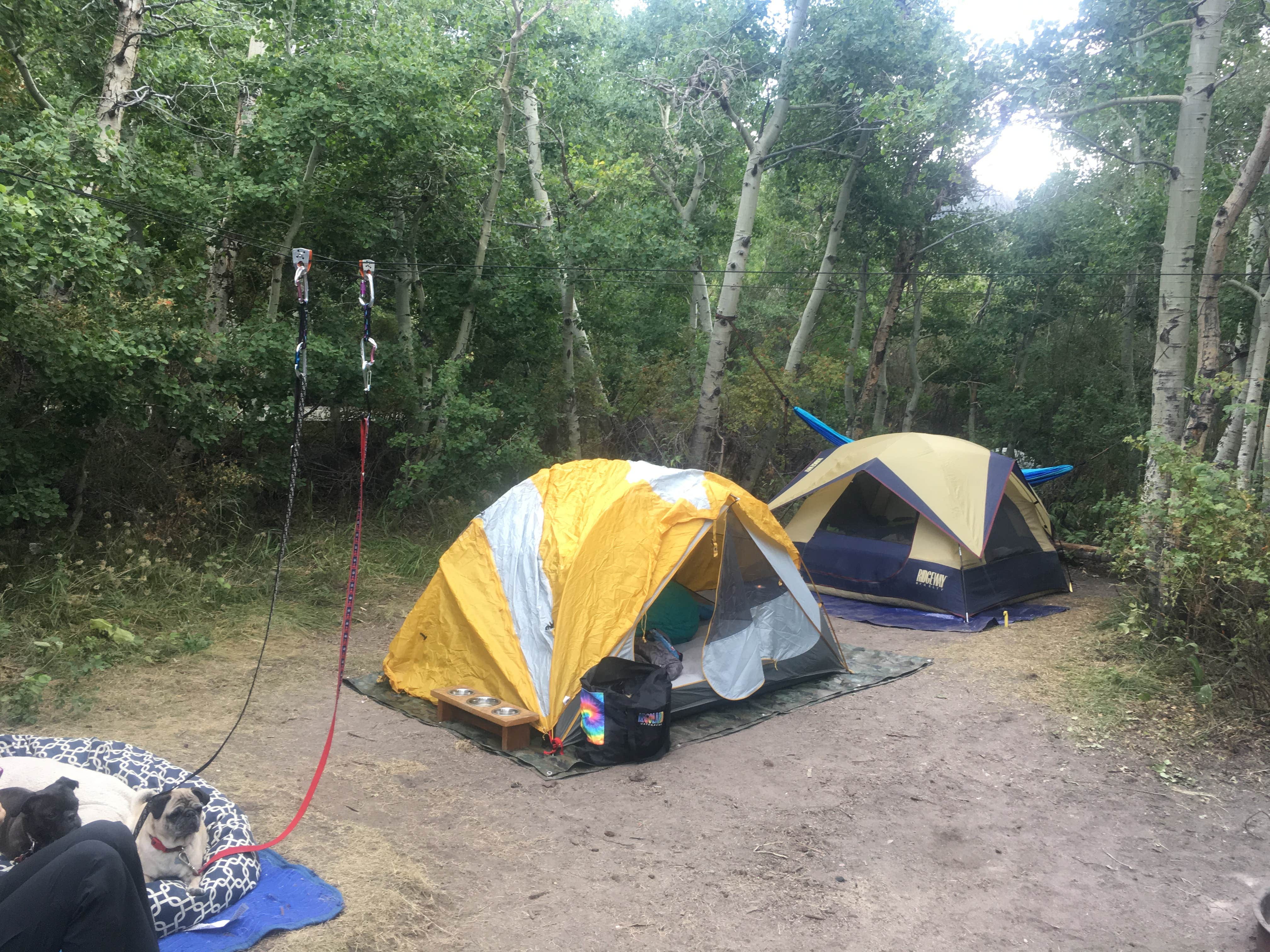 Josie P.'s photo of camping with pets at June Lake Campground near Tahoe National Forest