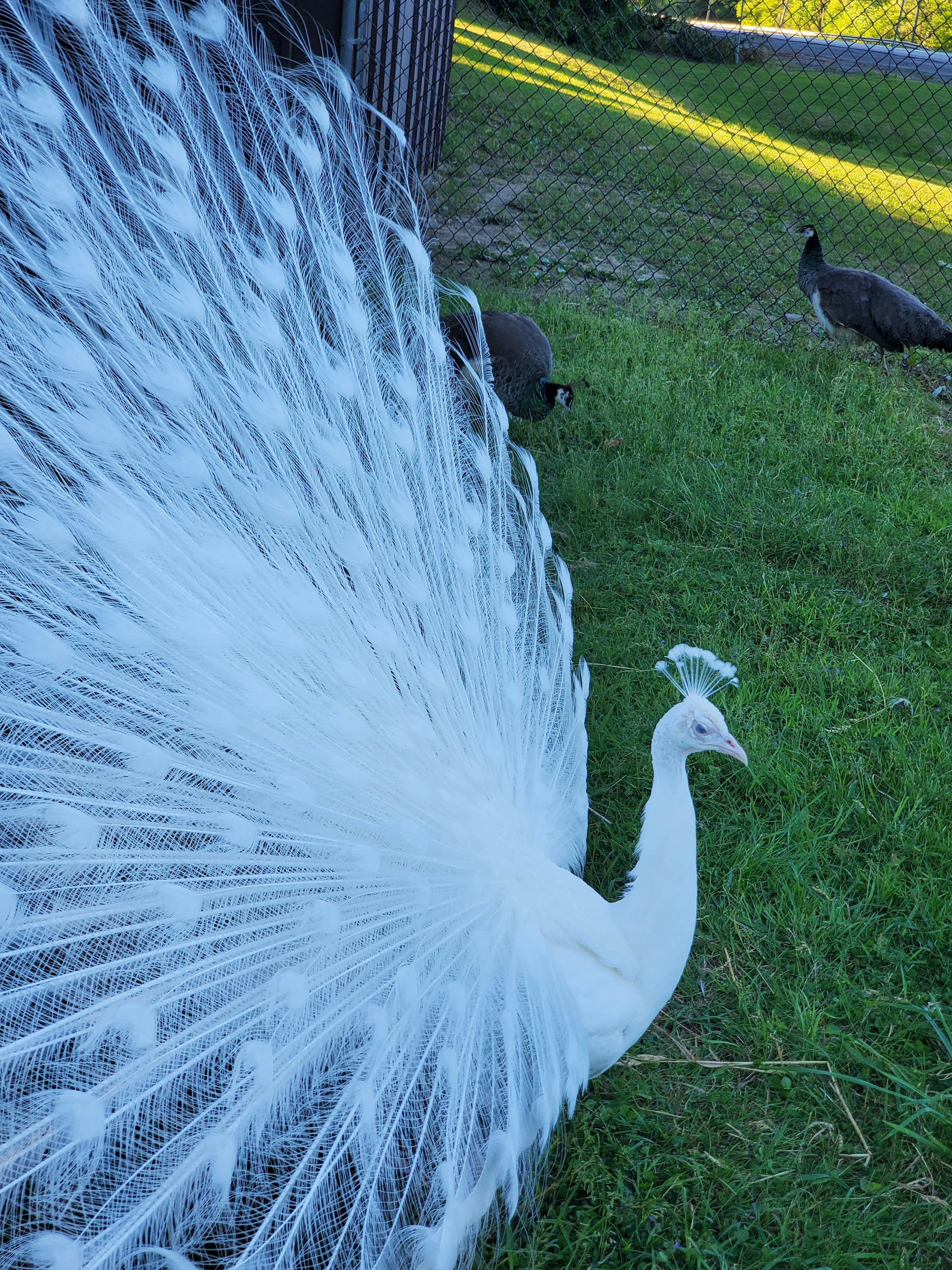 Camper-submitted photo at Three Valley Resort near Java Center, NY