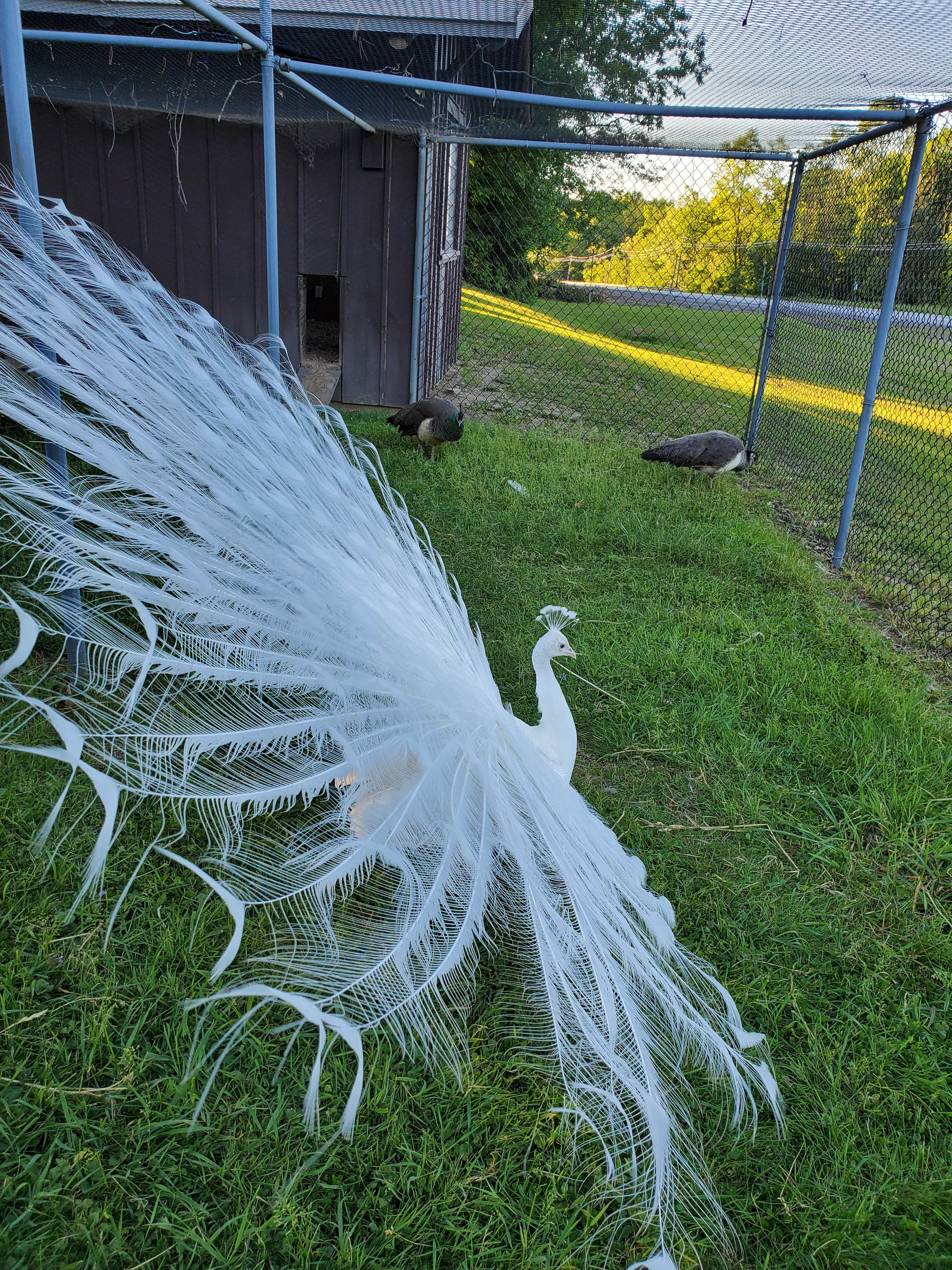 Camper-submitted photo at Three Valley Resort near Java Center, NY