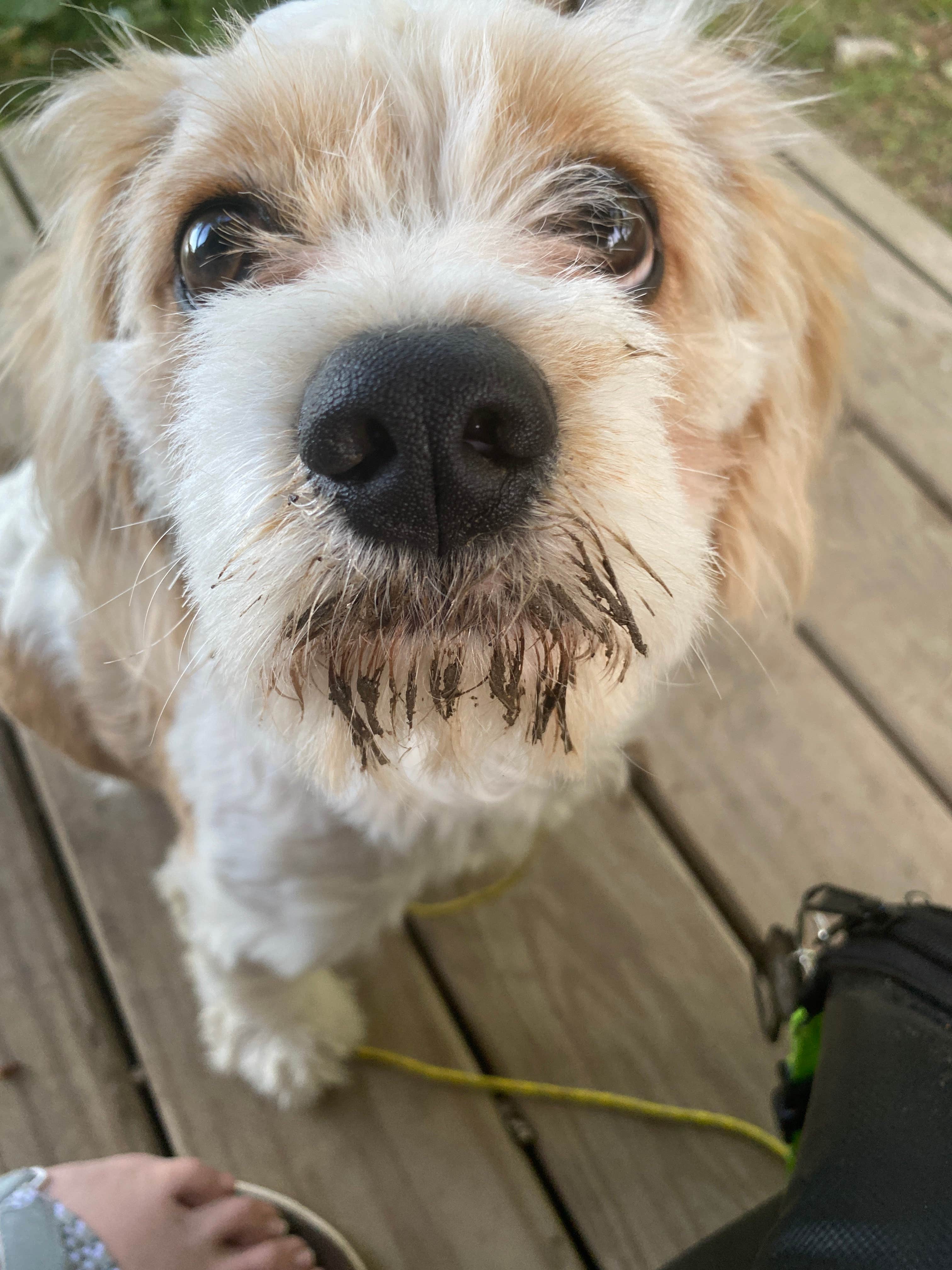 Jamee N.'s photo of camping with pets at Camelot Campground Quad Cities USA near Fruitland, IA