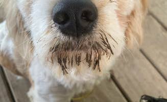 Jamee N.'s photo of camping with pets at Camelot Campground Quad Cities USA near Keithsburg, IL