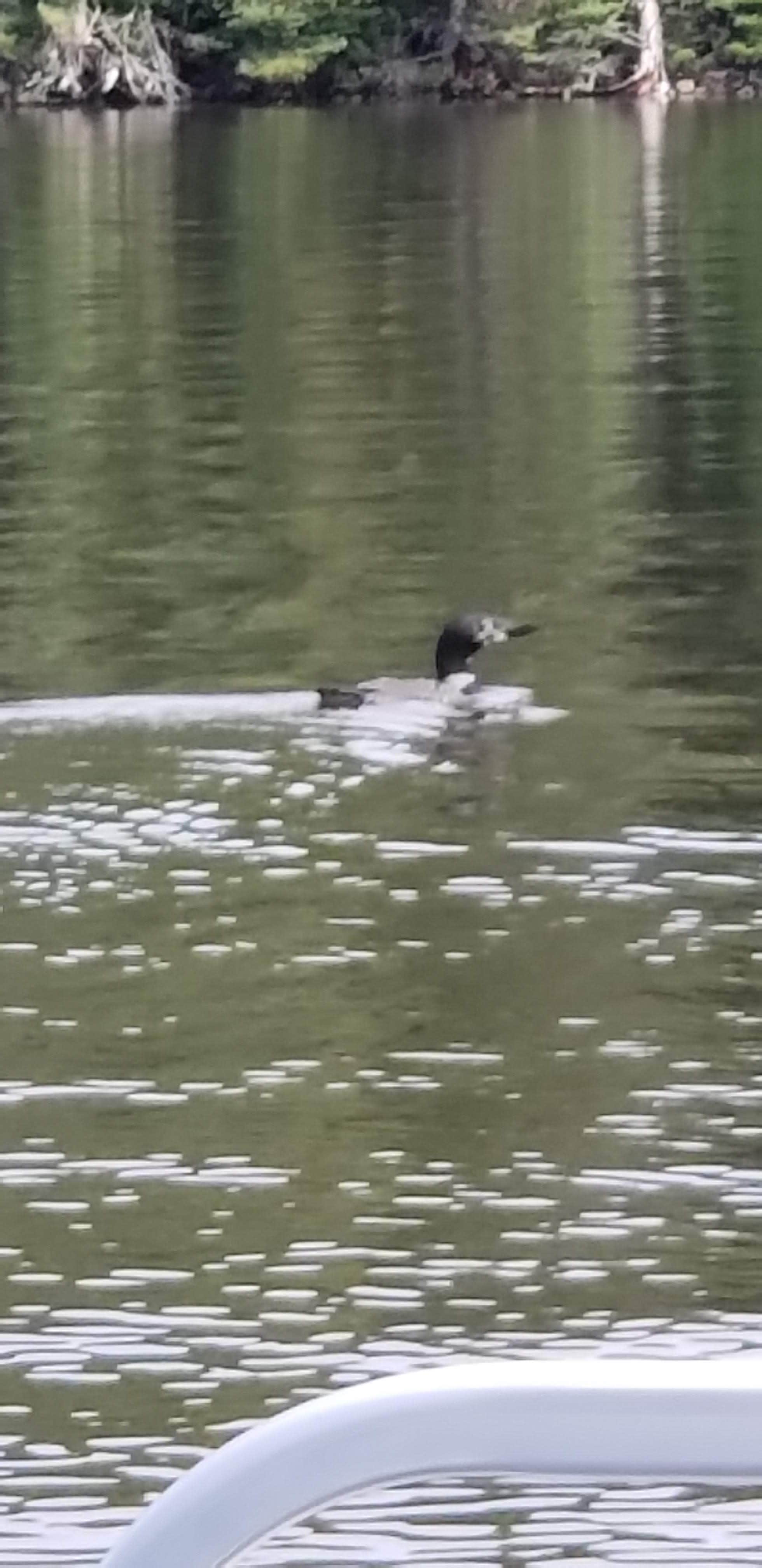 Camper-submitted photo at Barron County Veterans Memorial Park near Rice Lake, WI